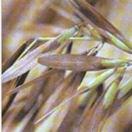 물푸레나무의 열매