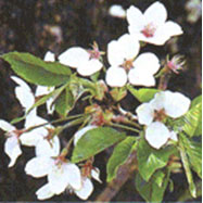 물푸레나무의 열매